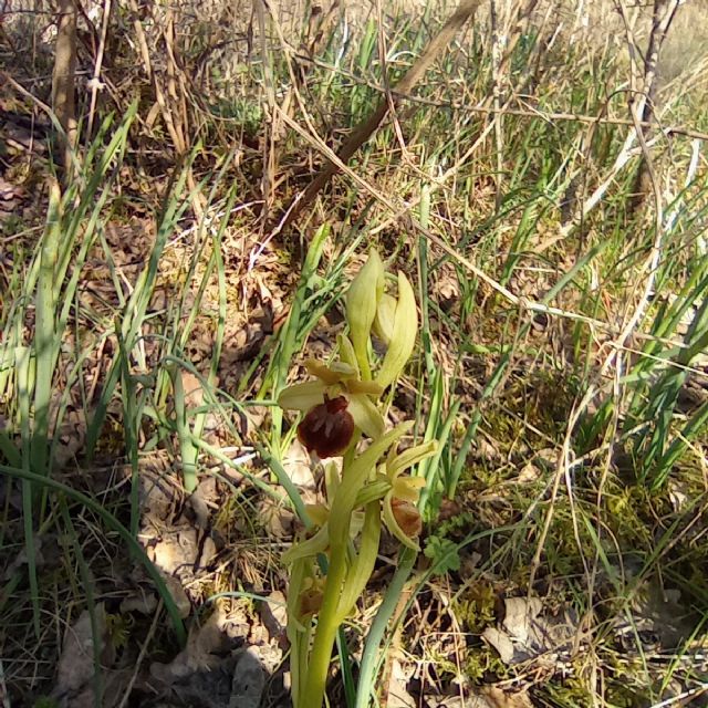 ophrys da identifcare